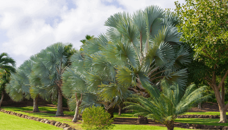 Jardin exotique : créer un extérieur tropical luxuriant et dépaysant