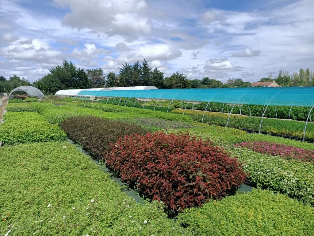 Pépinière Leaderplant