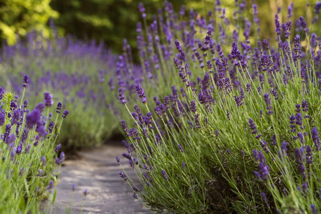 la lavande : la plante phare du jardin sans entretien